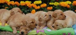 Golden Retriever Puppies
